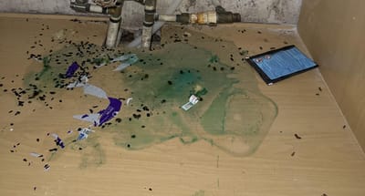 Pet stains and waste soaked into the floor, a common source of lingering odor