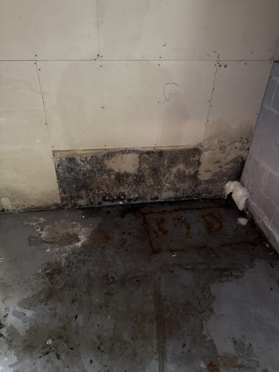 Black mold spread across the base of a basement wall above a damp, stained concrete floor