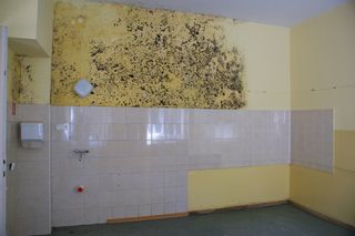 Mold Remediation